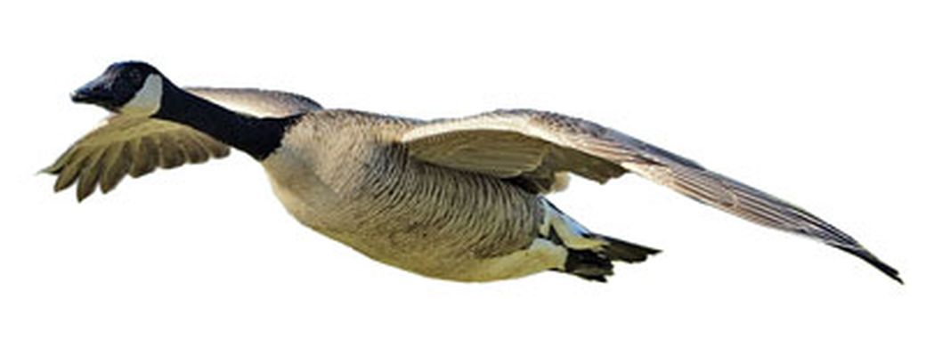 http _naturemappingfoundation.org_natmap_photos_birds_canada_goose_flying_np